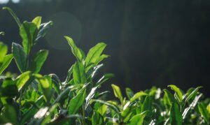 Japanse groene theebladeren